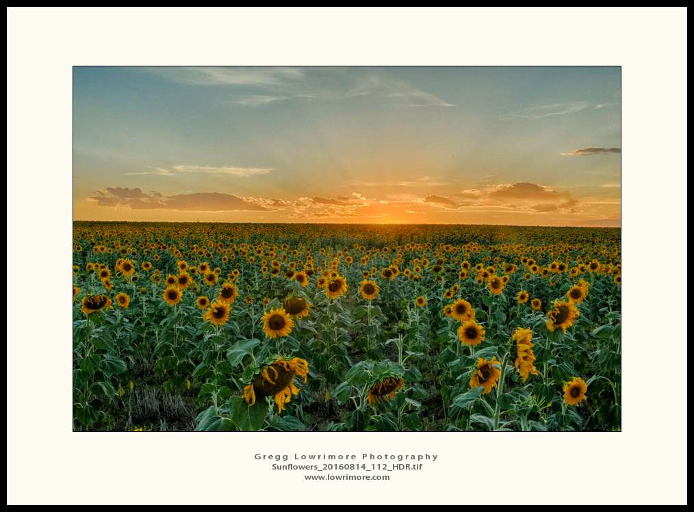 Sunflowers 20160814 112_HDR